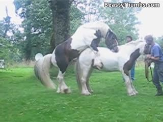 人类和动物-Horse资源多多,等着你欣赏 [HD]-leb